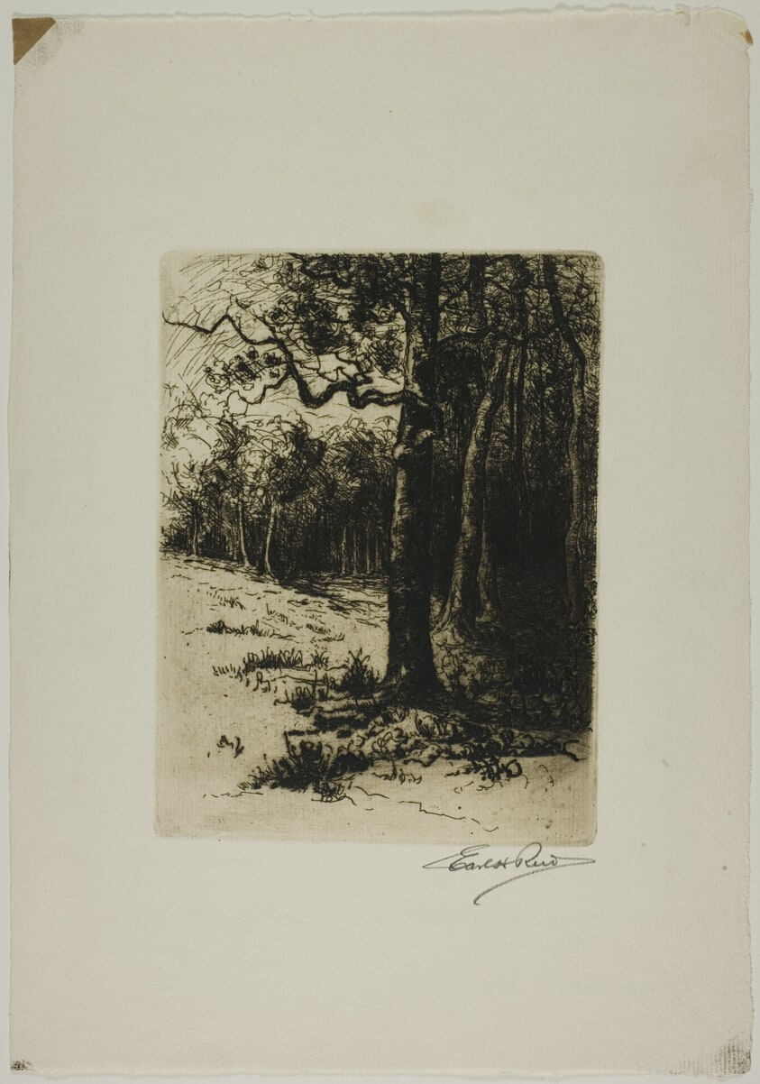 Edge of the Forest