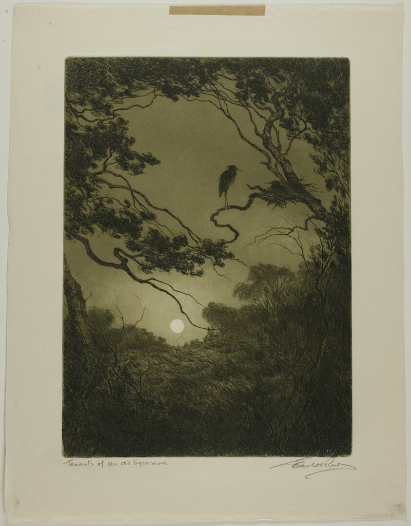 Tenants of an Old Sycamore