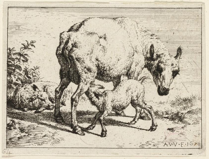 The Lamb