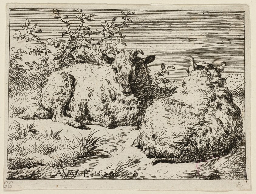 Two Sheep