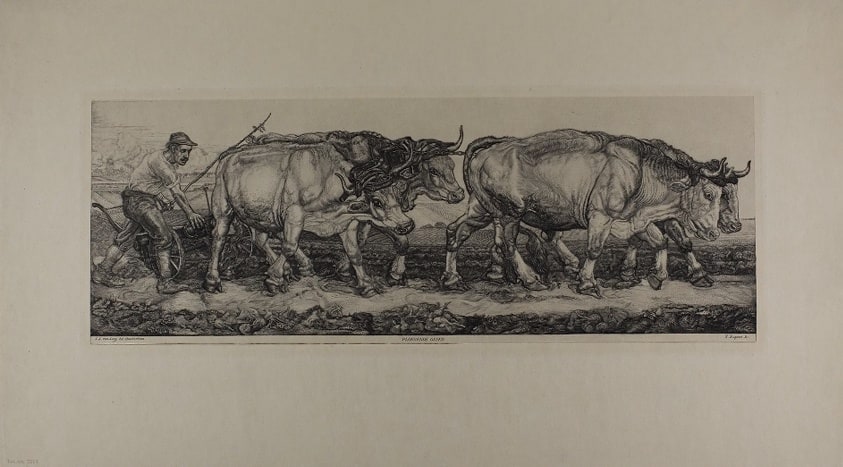 Plowing Oxen