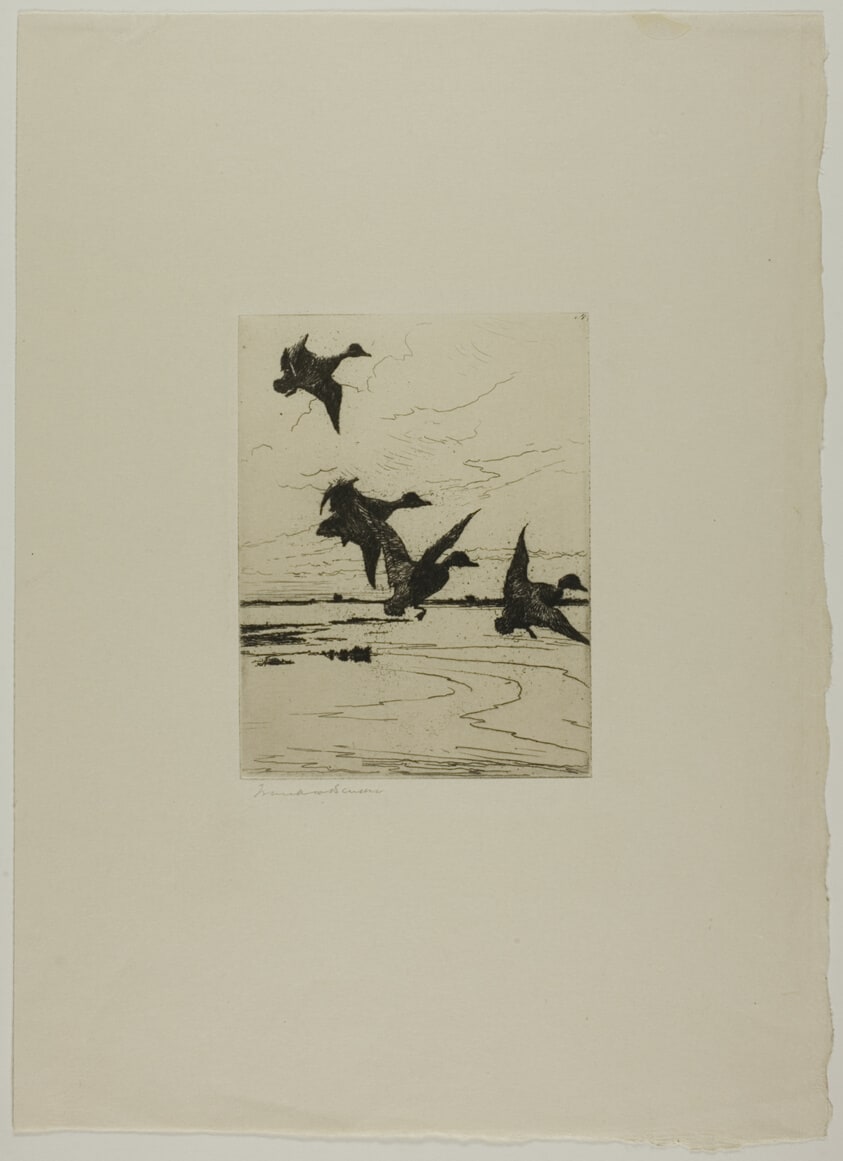 Ducks Alighting