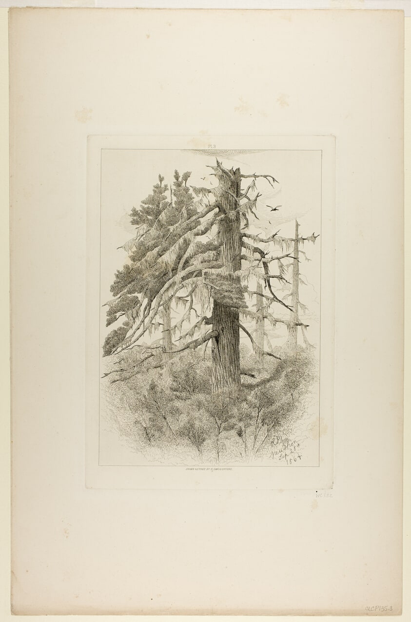 Old Trees at Naushon Island