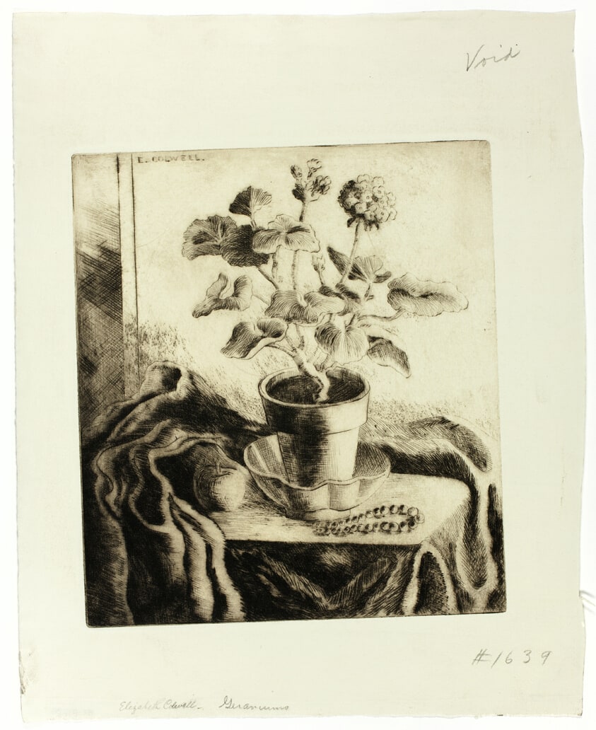Geraniums