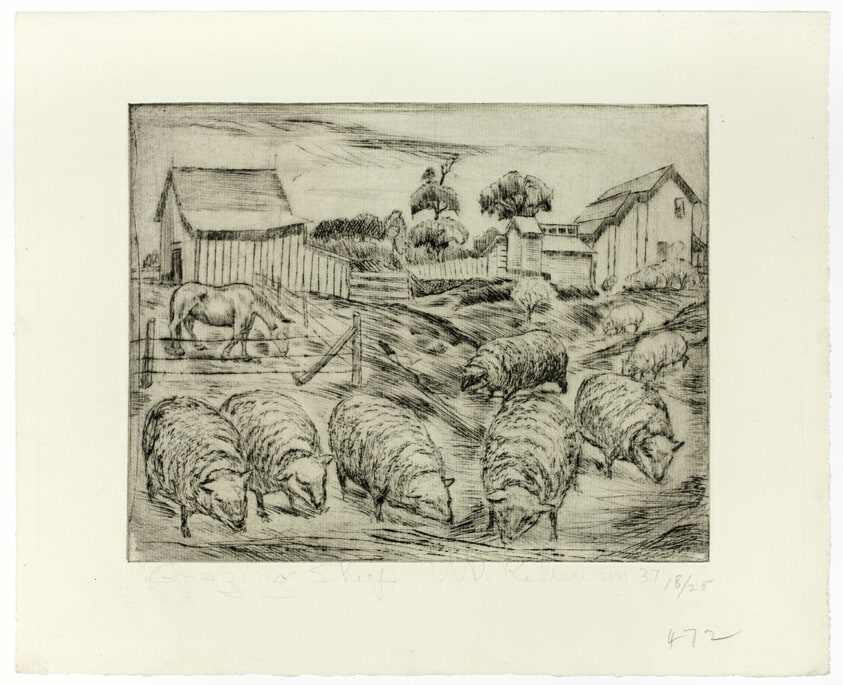 Grazing Sheep