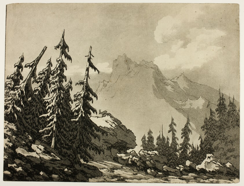 Pine Trees in the Mountains