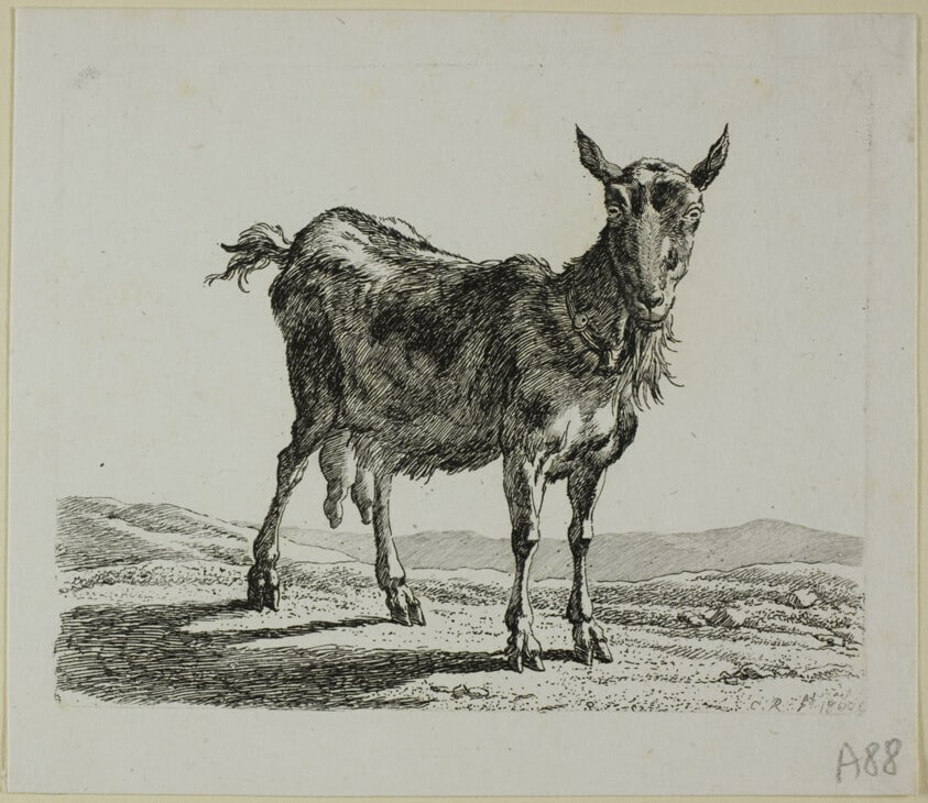 Standing Goat, from Die Zweite Thierfolge