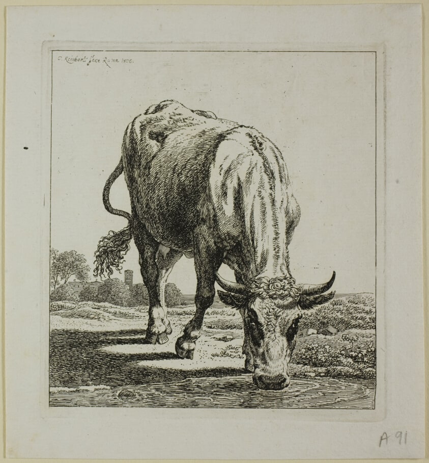 Cow Drinking, from Die Zweite Thierfolge