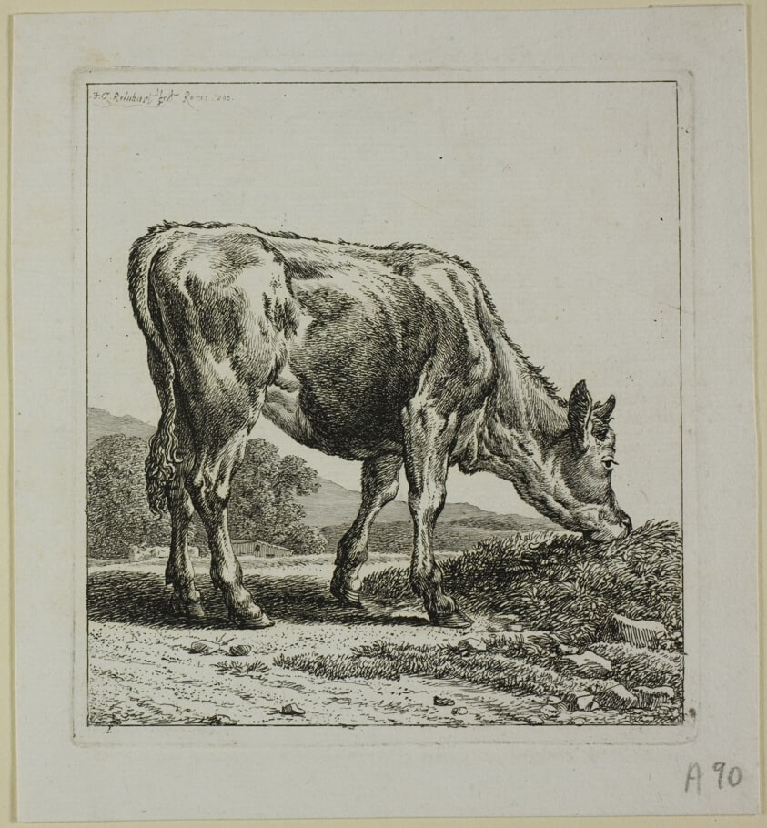 Calf Feeding, from Die Zweite Thierfolge