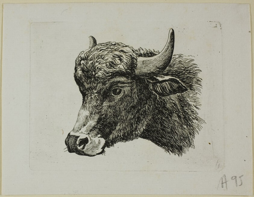 Buffalo Head Facing Left, from Die Zweite Thierfolge