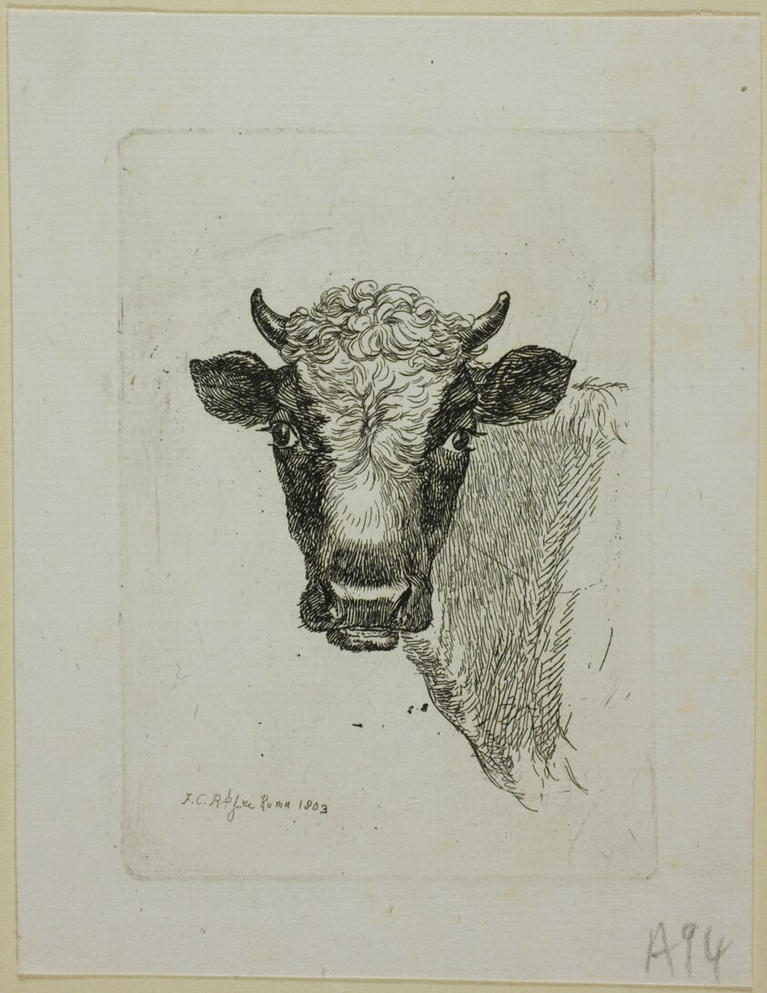 Head of a Young Bull, from Die Zweite Thierfolge