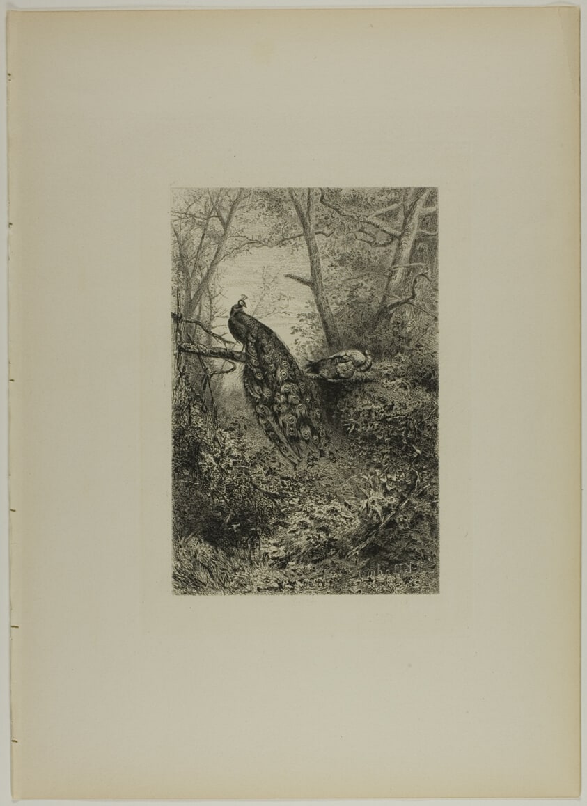 Peacocks on a Bough
