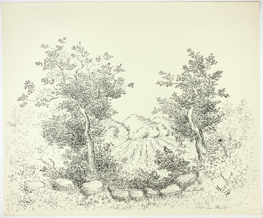 Trees & Field