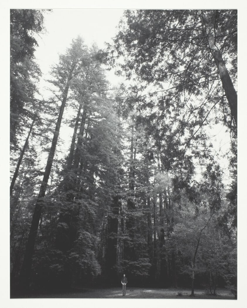 Portrait of the Artist as a Young Tree