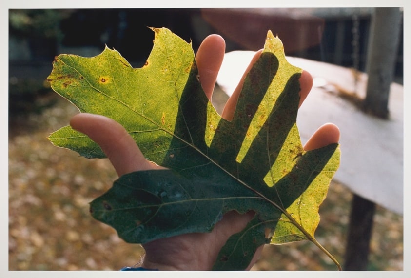 Oak Leaf - St. Germain, Wisconsin