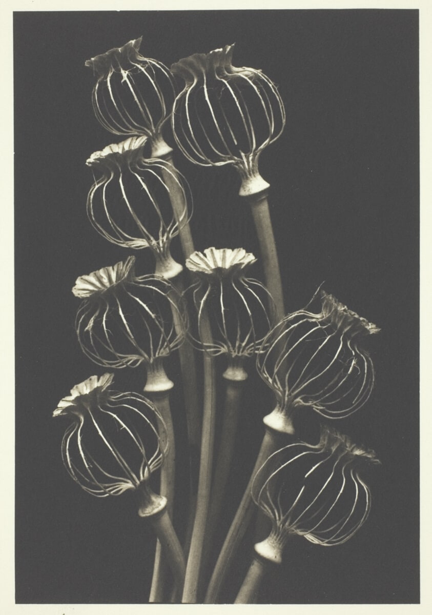 Eight Lantern Poppies