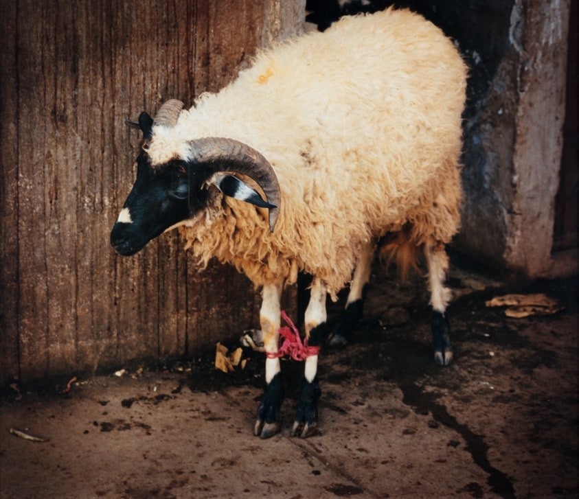 Bound Ram