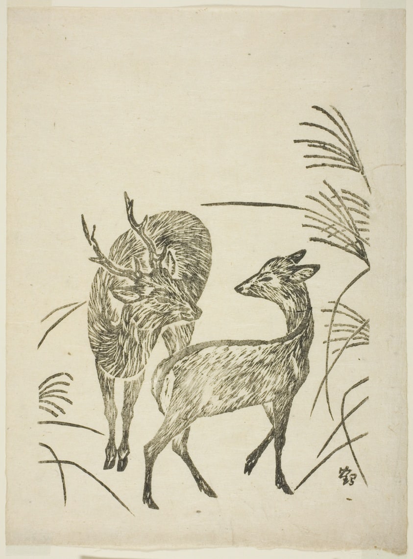 Deer