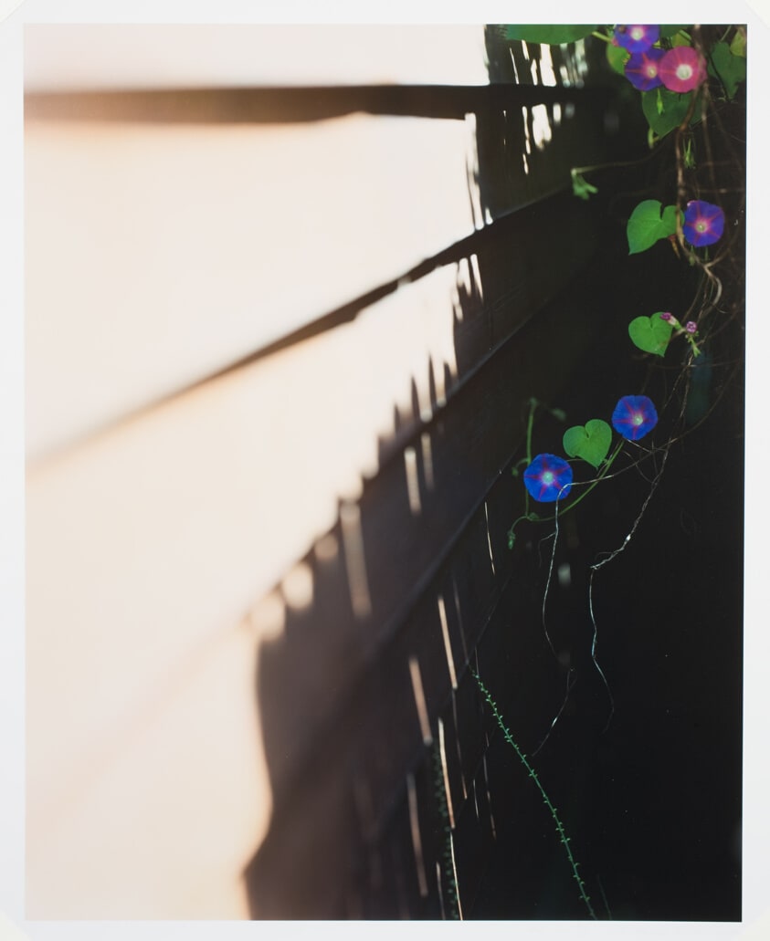 Morning Glories, Chicago