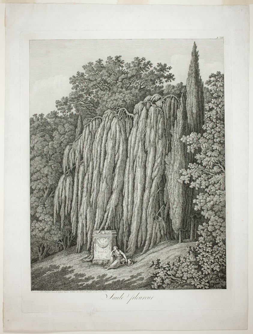 Weeping Willow
