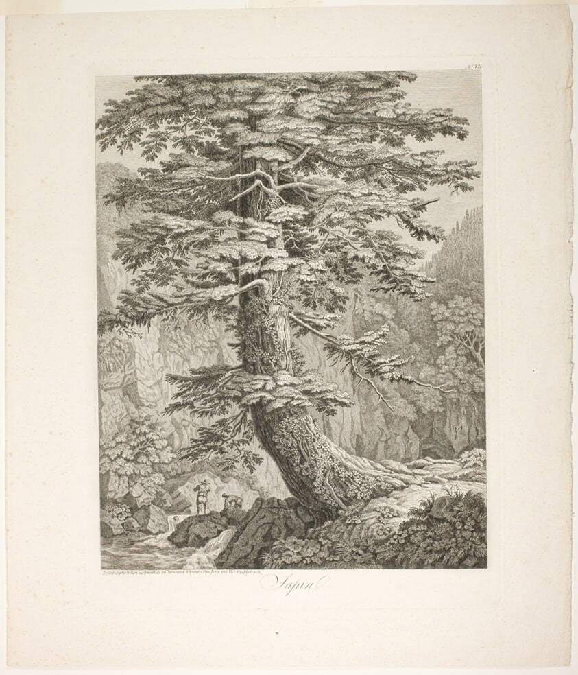 Fir Tree