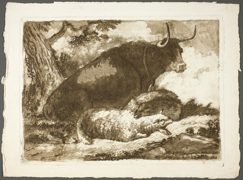 A Bull and Two Sheep