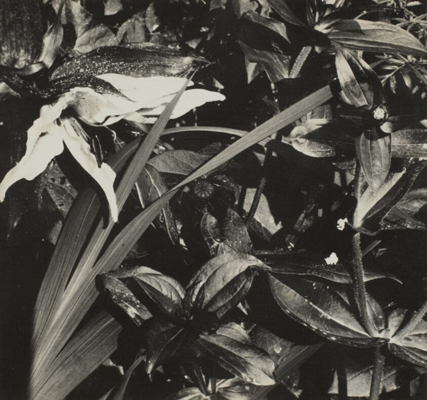 Woods Hole (Flowers and Leaves)