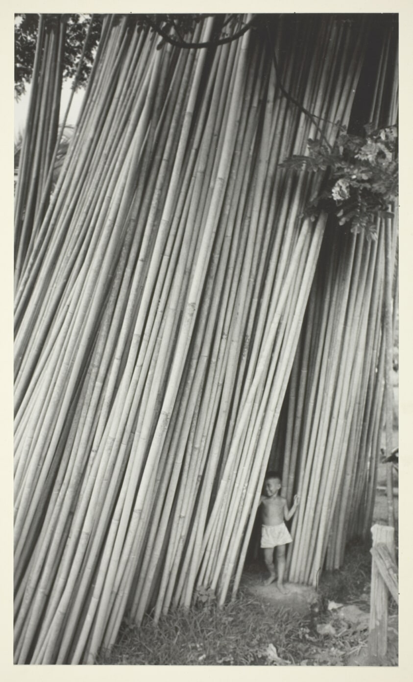 Bamboo Shoots, Child in Midst