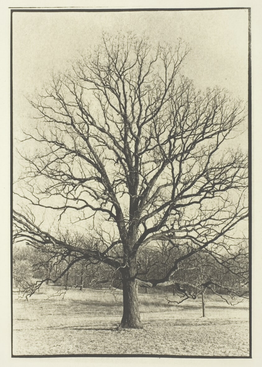 Burr Oak, Lisle, Illinois