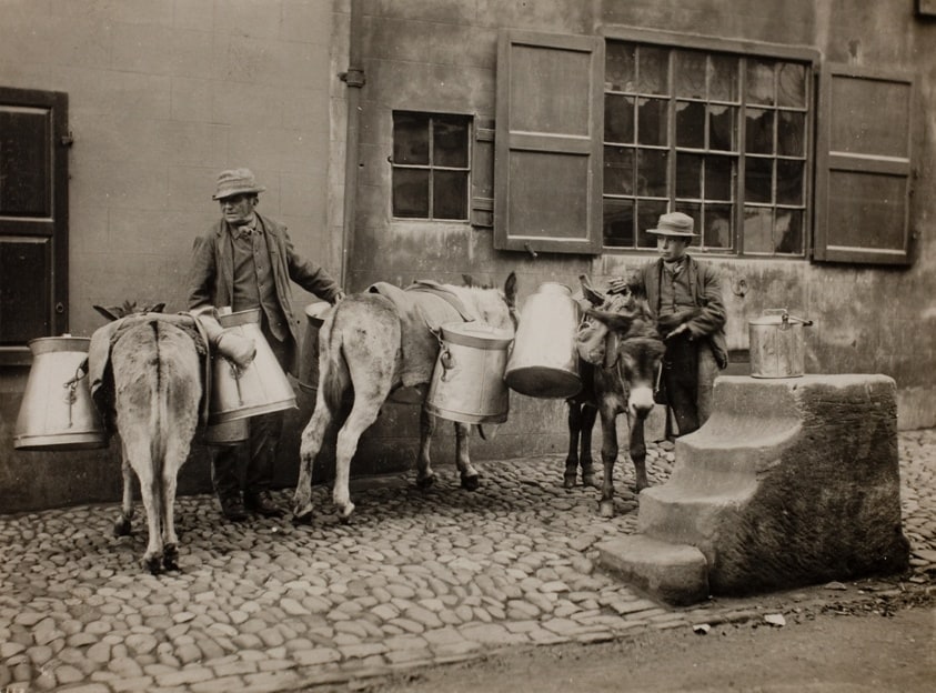 Milk Donkeys