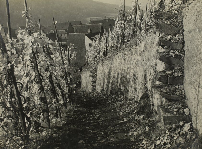 Path in the Vineyards near Eller on the Moselle River (Weinbergweg bei Eller an der Mosel)