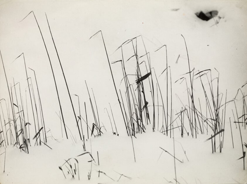 Blades of Grass in Snow