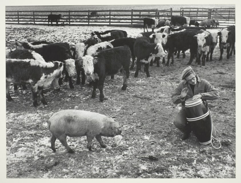 Jimmy Beating Bongo Drums for Farm Animals