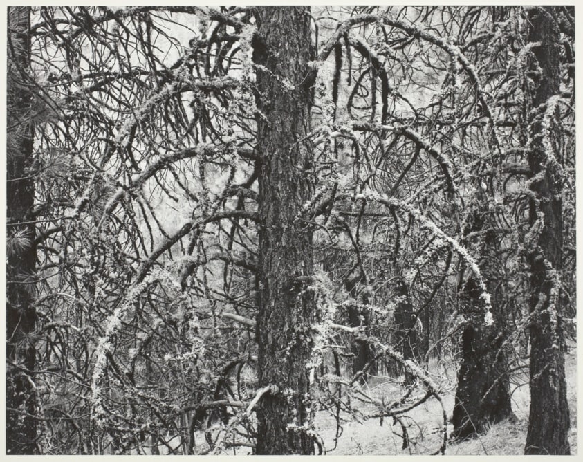 Pine, Dooley Mountain, Oregon