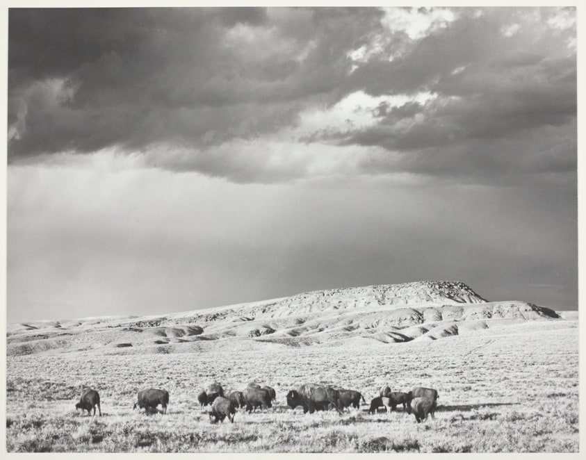 Buffalo, Thermopolis, Wyoming