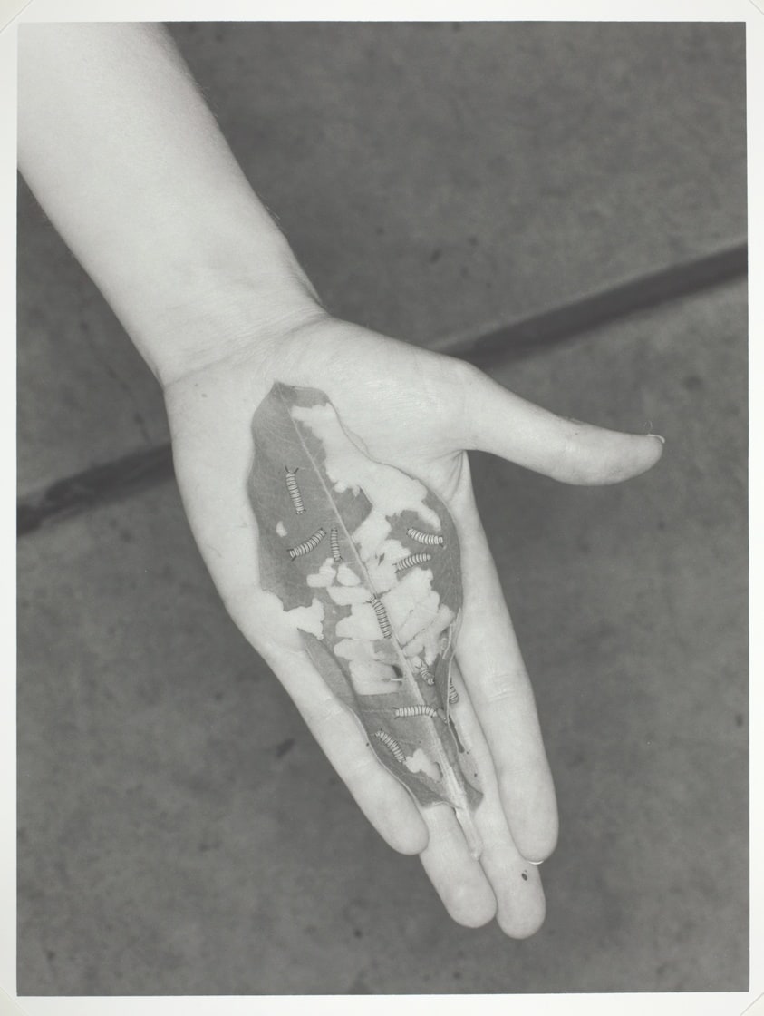 Leaf/Hand