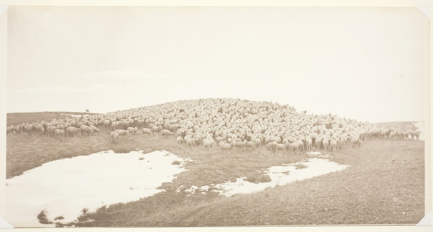 Sheep on Winter Range, Breaks of the Yellowstone