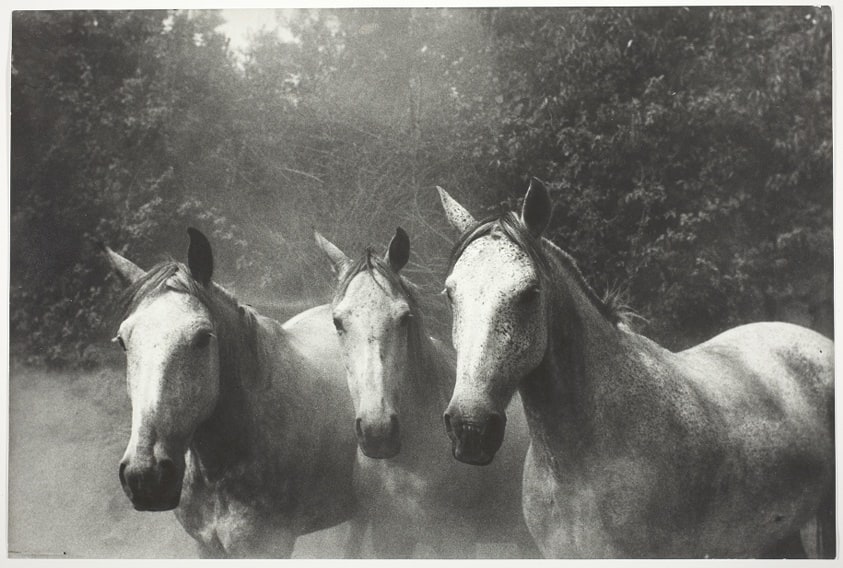 Horses on Hacienda in Tierra del Fuego, Southern Chile