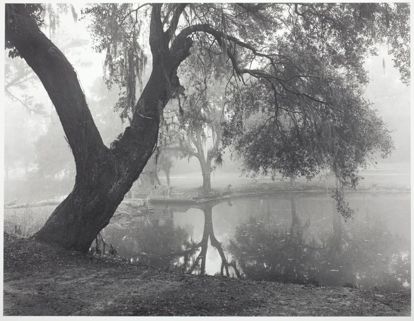 Live Oak and Pond