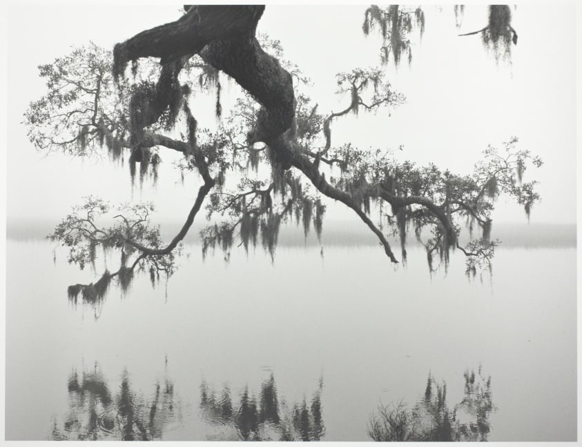 Overhanging Limb
