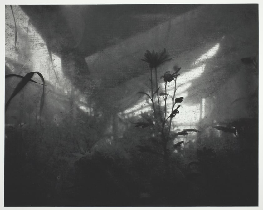 The Butterfly (La Mariposa)