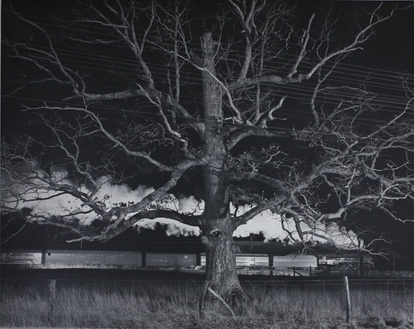 Giant Oak, Max Meadows