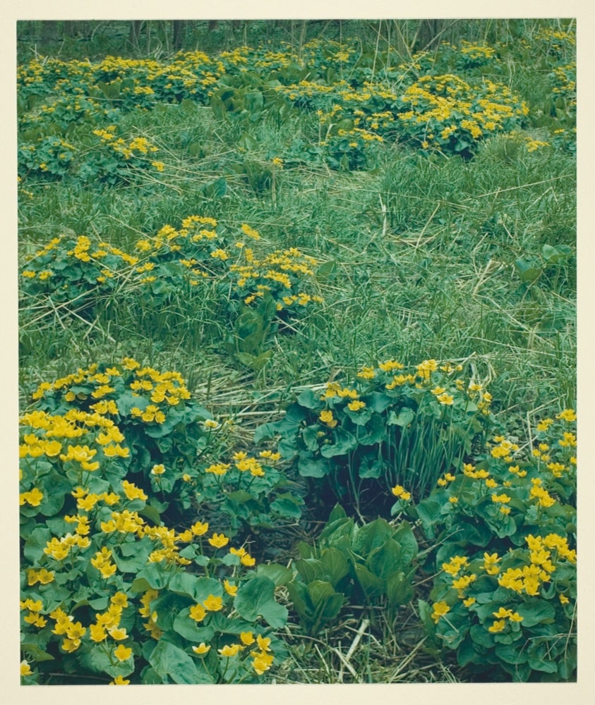 March Marigold