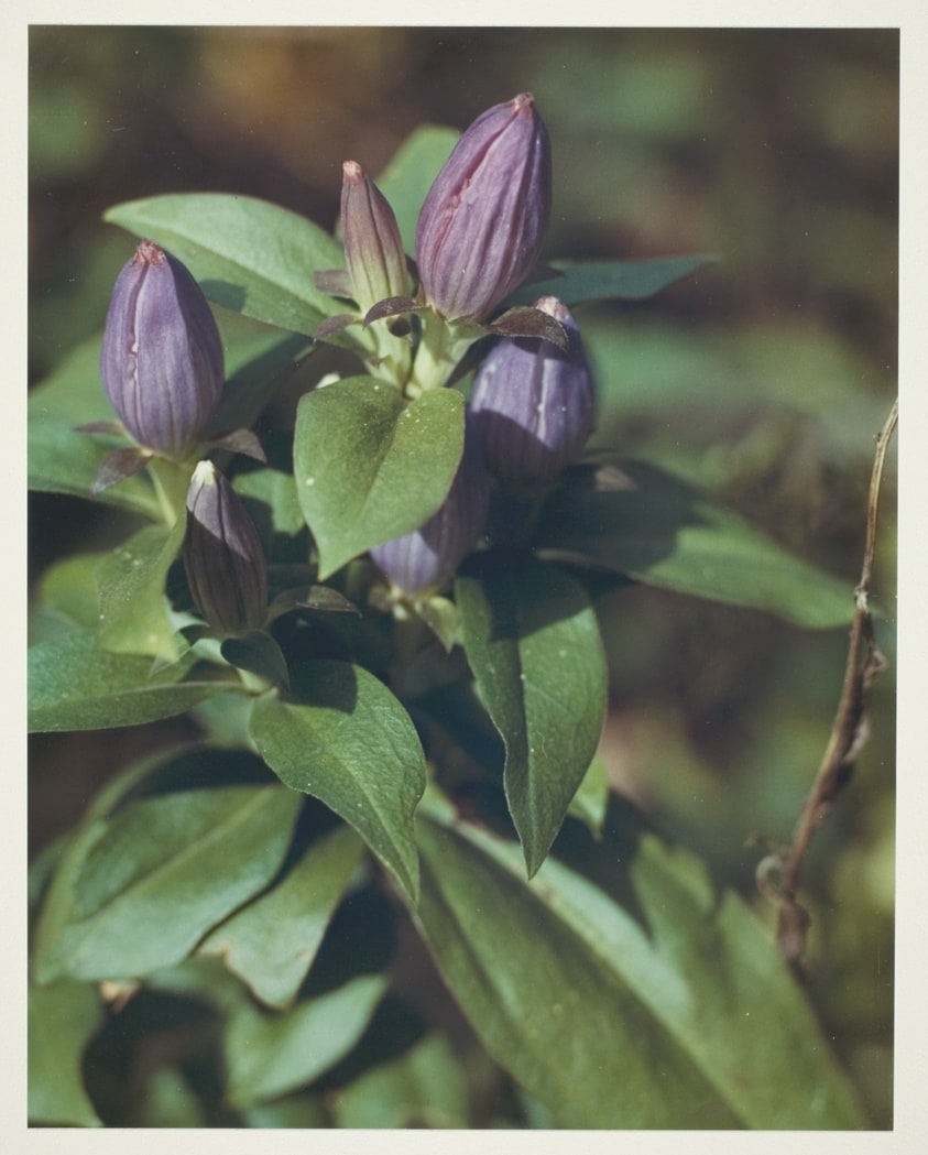 Soapwort Gentian