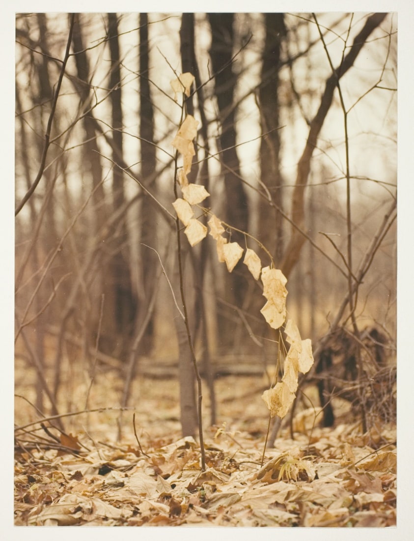 Autumn Leaf