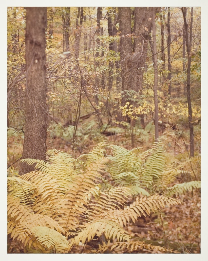 Cinnamon Fern