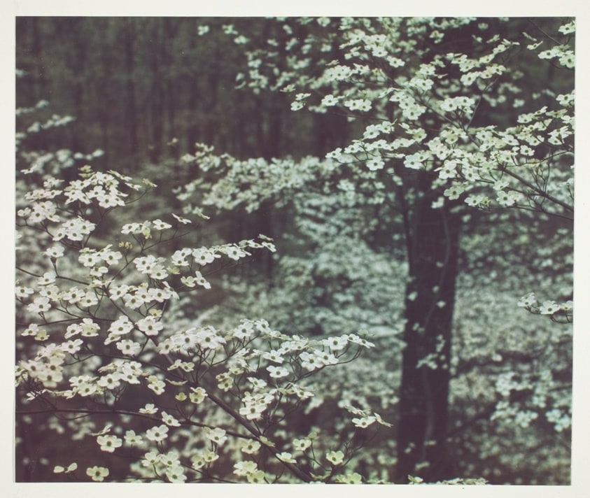 Dogwood