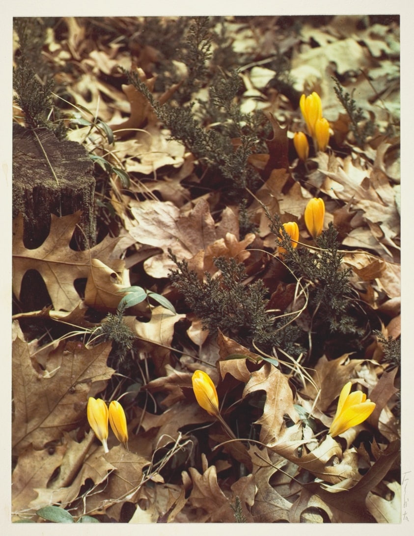 Crocus