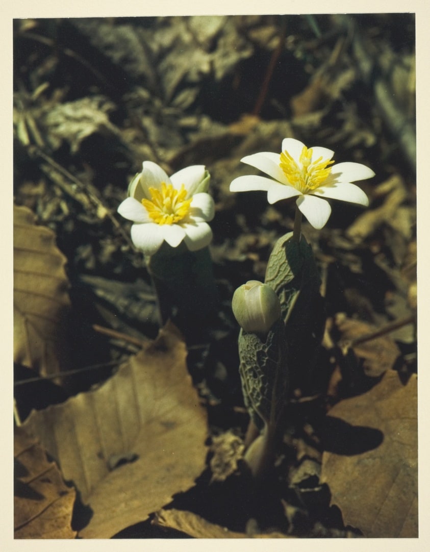 Bloodroot