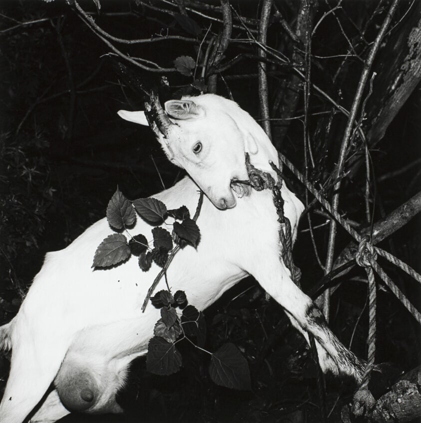 Yamagata Ginzan Onsen, from the series "Fushi Kaden"